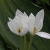 colchicum speciosum f. album